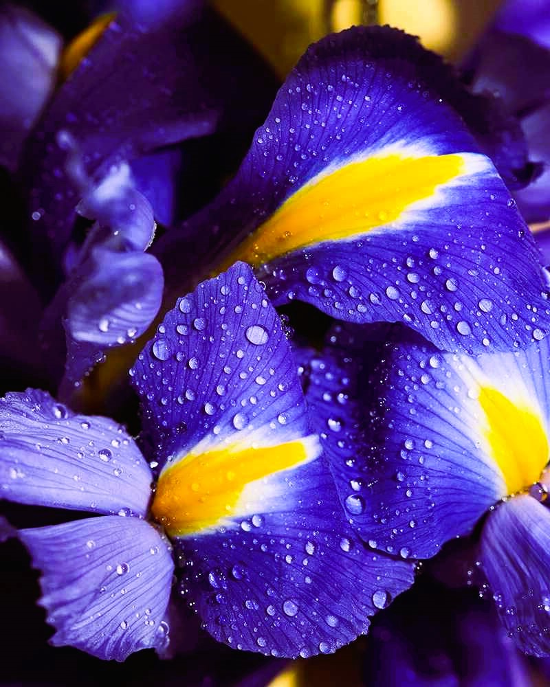 Bulk Fragrance Oils for Cosmetics Manufacturing 3