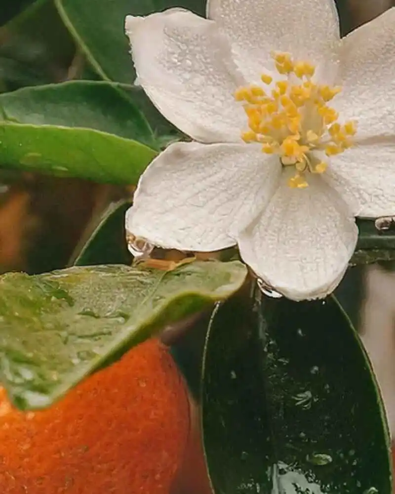 Custom Fragrance Oils for Customized Packaging 3
