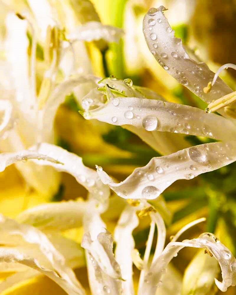 Custom Fragrance Oils for Giftware 4 2