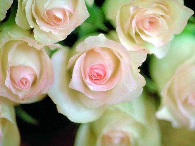 Óleos de fragrância personalizados para produtos de papel de seda - Soluções por atacado 5 Óleos de fragrância personalizados para produtos de papel de seda 5