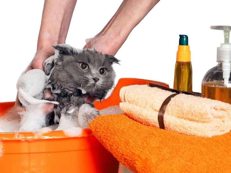 Customizing Air Care Products for Pet Care and Home Use 1 Customizing Air Care Products for Pet Care and Home Use 3
