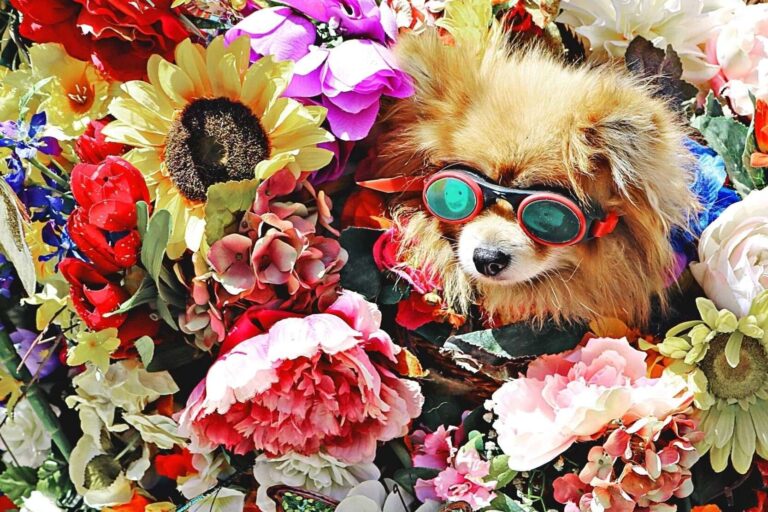 How Pet Care Manufacturers Can Use Fragrance Oils for Health-Conscious Products 2 How Pet Care Manufacturers Can Use Fragrance Oils for Health Conscious Products 1
