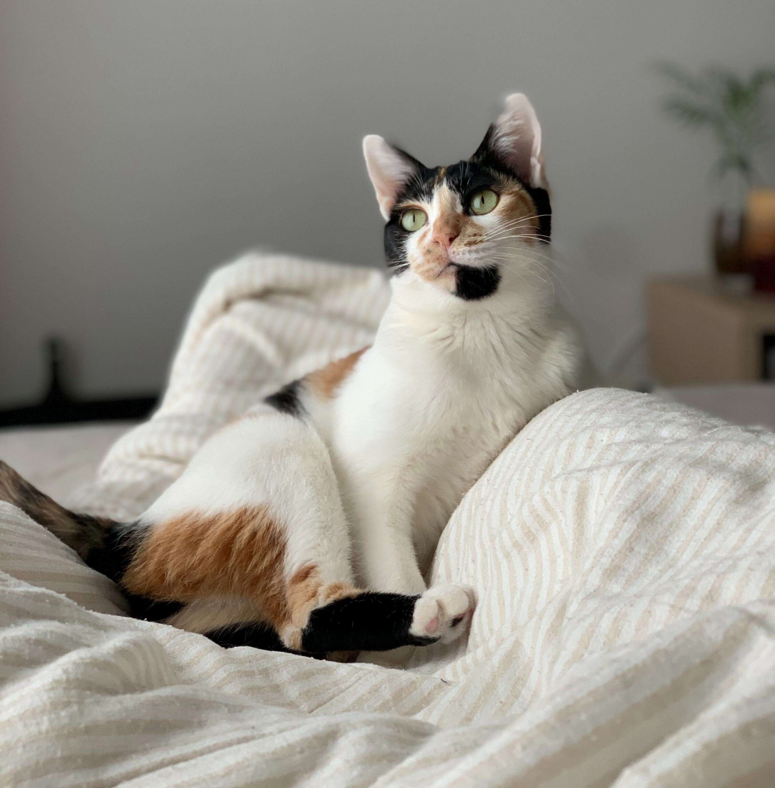 How Pet Care Manufacturers Can Use Fragrance Oils for Health-Conscious Products 1 How Pet Care Manufacturers Can Use Fragrance Oils for Health Conscious Products 2 scaled