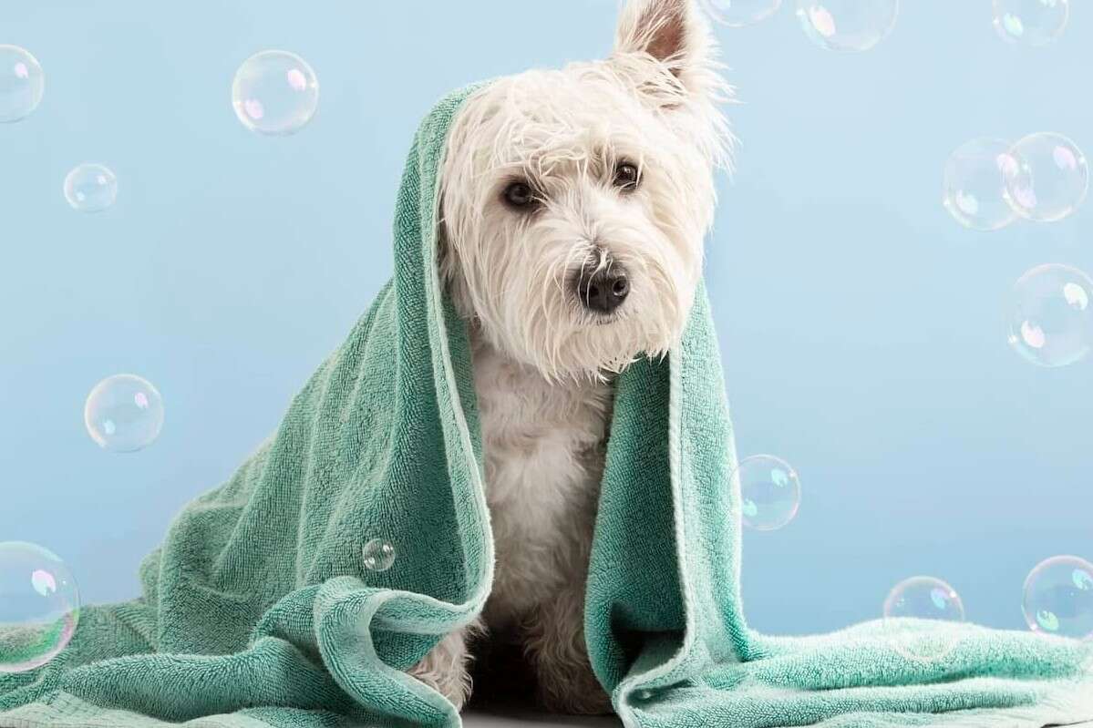How Pet Care Manufacturers Can Use Fragrance Oils for Health-Conscious Products 2 How Pet Care Manufacturers Can Use Fragrance Oils for Health Conscious Products 3