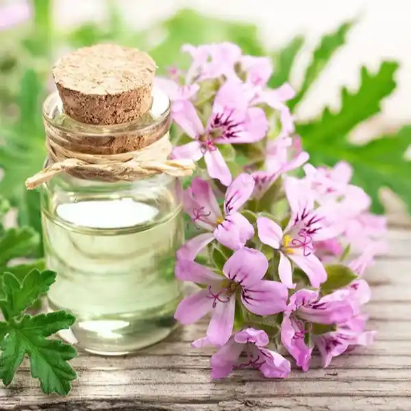 Body lotion “skin scent” direction musks, creamy, clean woods